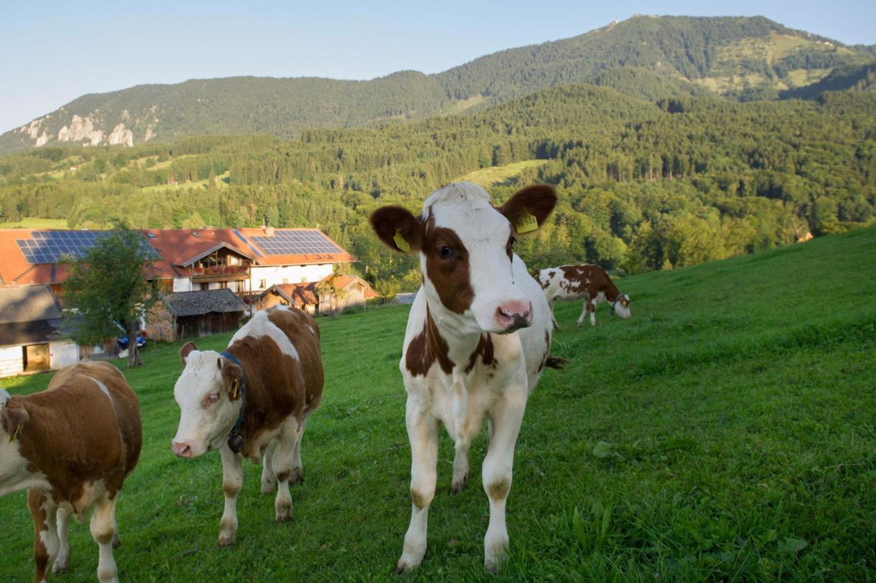 Nudlbichlerhof Villa Samerberg Bagian luar foto